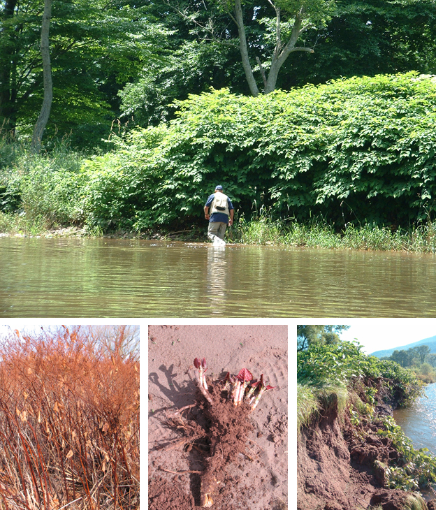 Invasive Species Japanese Knotweed