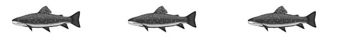 trout